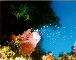 Spawning Sponge. On our last dive day in Cozomel the spon... by Marylin Batt 